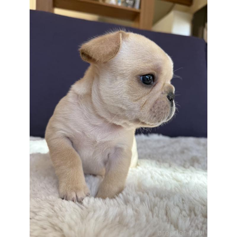 販売中の群馬県のフレンチブルドッグ-453128の11枚目