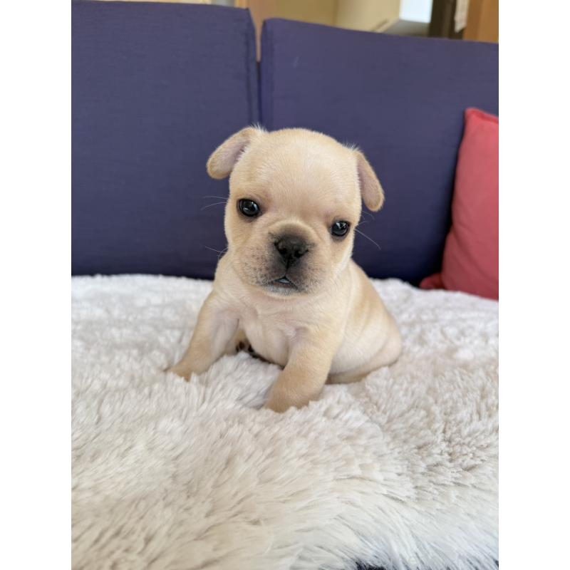 販売中の群馬県のフレンチブルドッグ-453128の10枚目