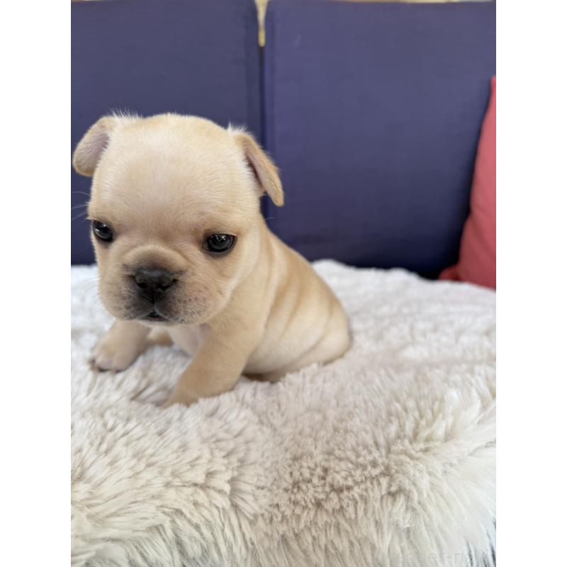 販売中の群馬県のフレンチブルドッグ-453128の9枚目