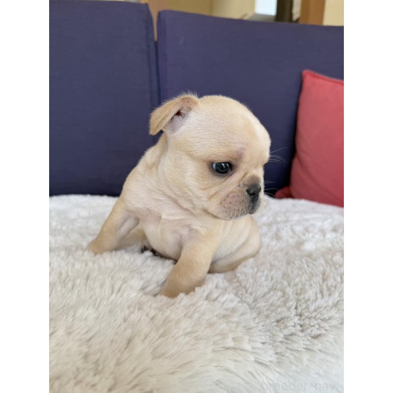 販売中の群馬県のフレンチブルドッグ-453128の8枚目