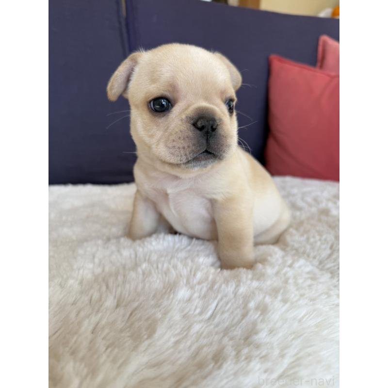 販売中の群馬県のフレンチブルドッグ-453128の7枚目