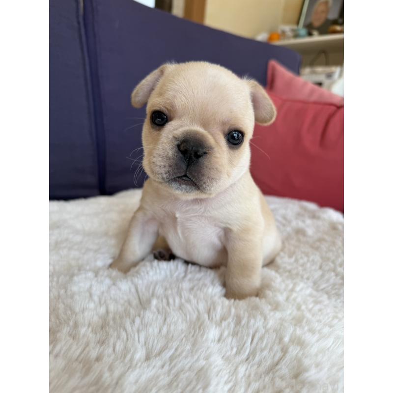 販売中の群馬県のフレンチブルドッグ-453128の6枚目
