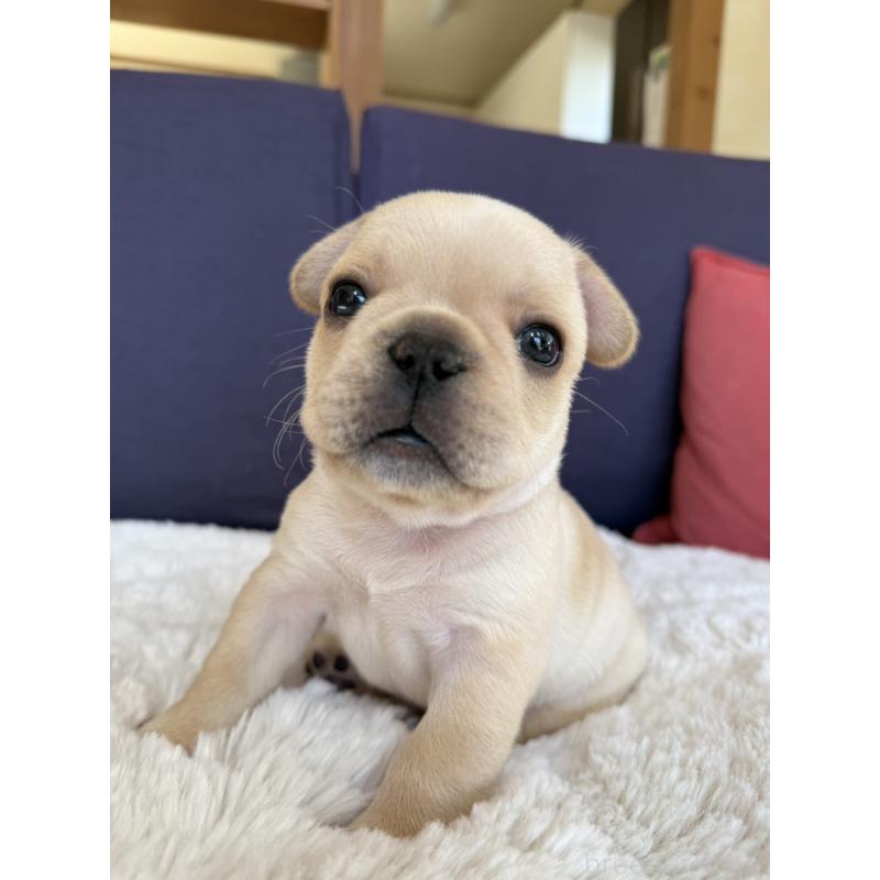 販売中の群馬県のフレンチブルドッグ-453128の5枚目