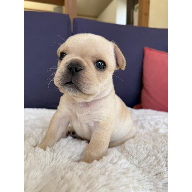 販売中の群馬県のフレンチブルドッグ-453128の4枚目