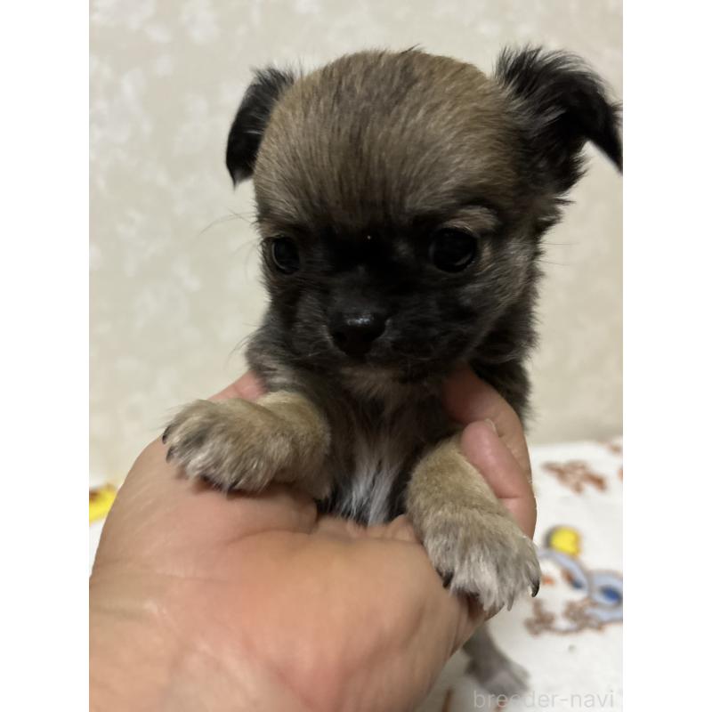 販売中の大分県のチワワ(ロングコート)-453130の11枚目