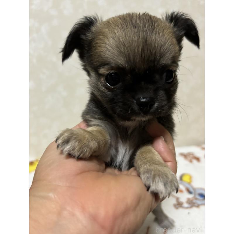 販売中の大分県のチワワ(ロングコート)-453130の10枚目