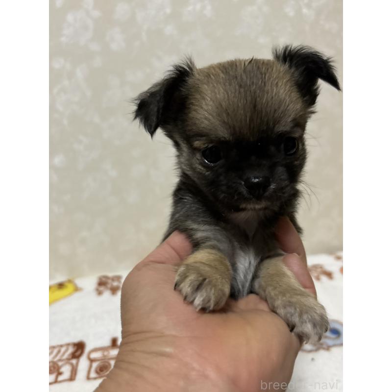 販売中の大分県のチワワ(ロングコート)-453130の8枚目