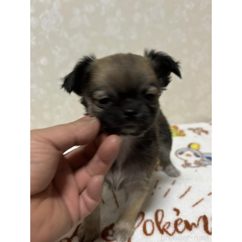 販売中の大分県のチワワ(ロングコート)-453130の7枚目