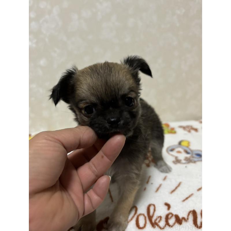 販売中の大分県のチワワ(ロングコート)-453130の6枚目