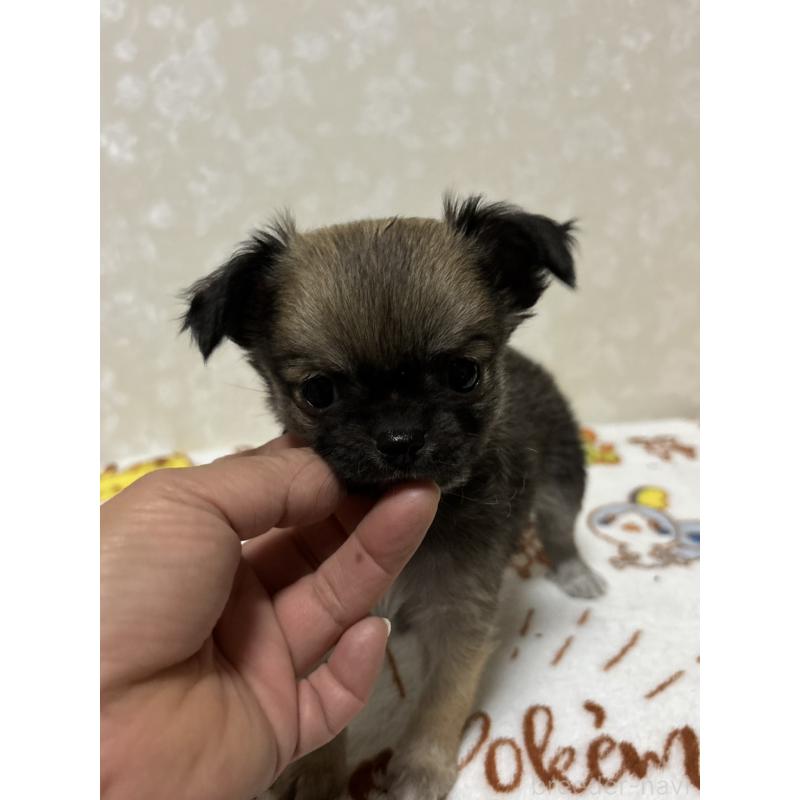 販売中の大分県のチワワ(ロングコート)-453130の5枚目