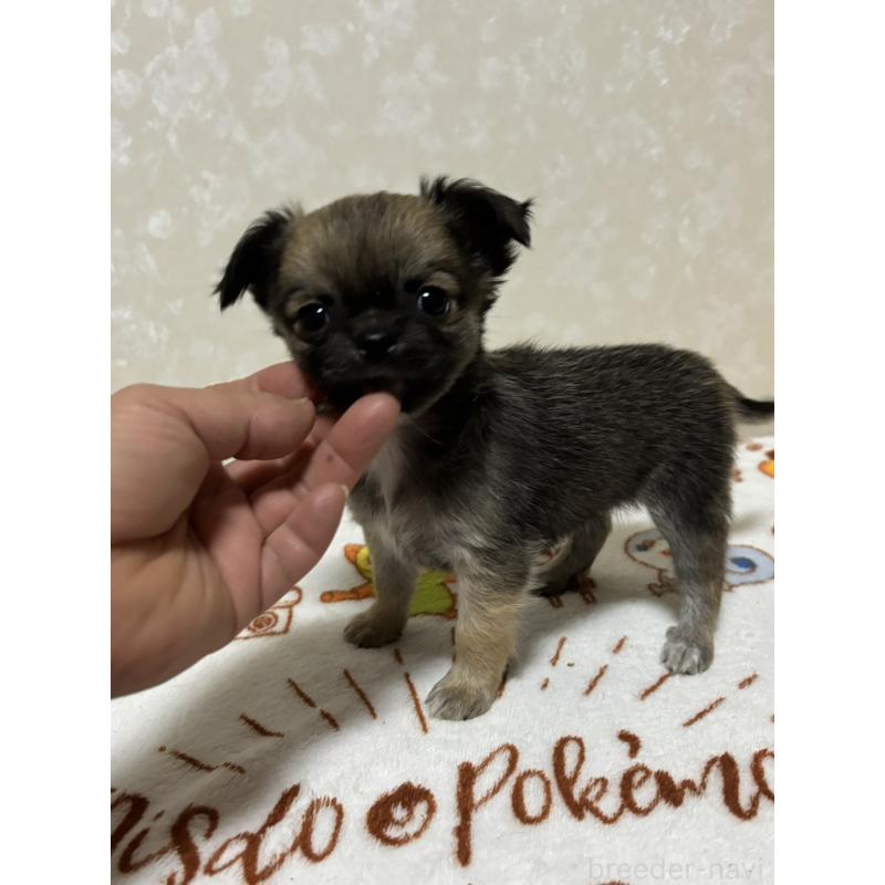 販売中の大分県のチワワ(ロングコート)-453130の3枚目