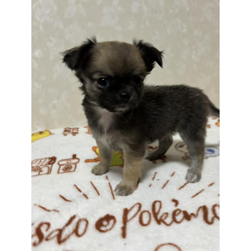 販売中の大分県のチワワ(ロングコート)-453130の2枚目