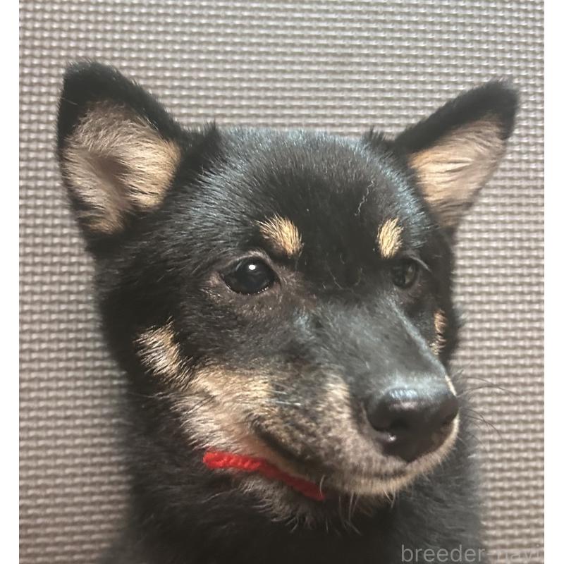 販売中の福岡県の豆柴-433927の11枚目