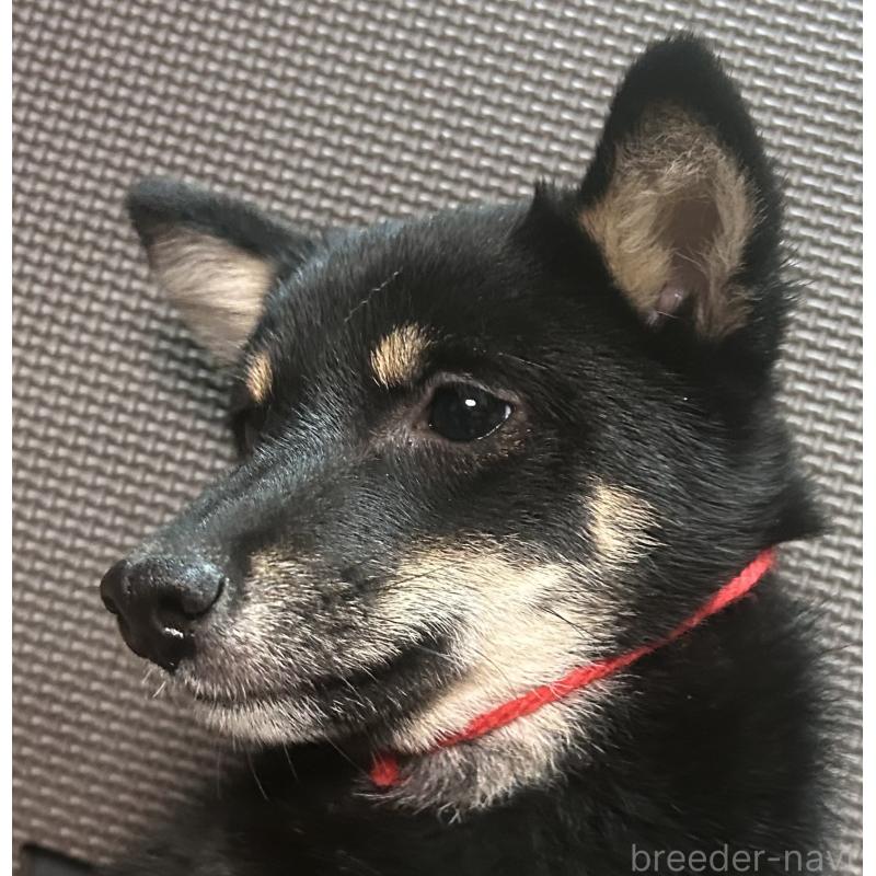 販売中の福岡県の豆柴-433927の10枚目