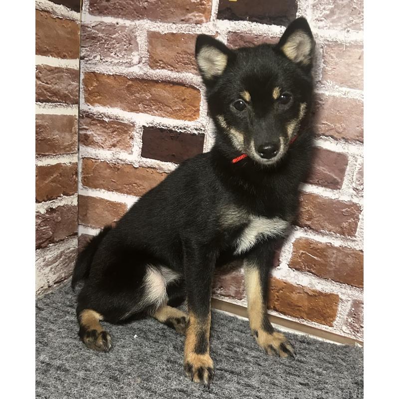 販売中の福岡県の豆柴-433927の9枚目