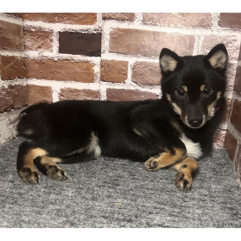 販売中の福岡県の豆柴-433927の8枚目