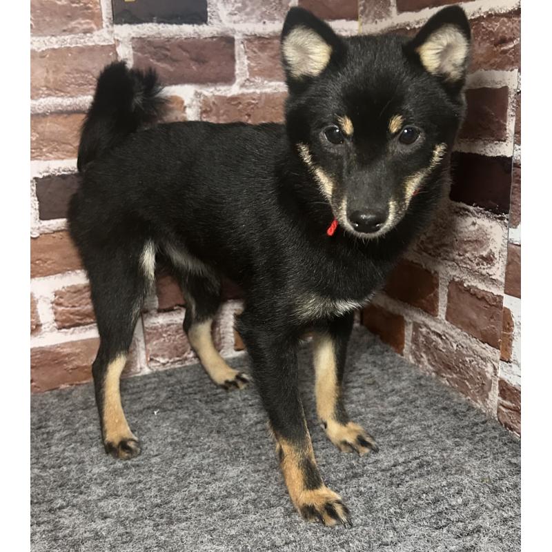 販売中の福岡県の豆柴-433927の7枚目