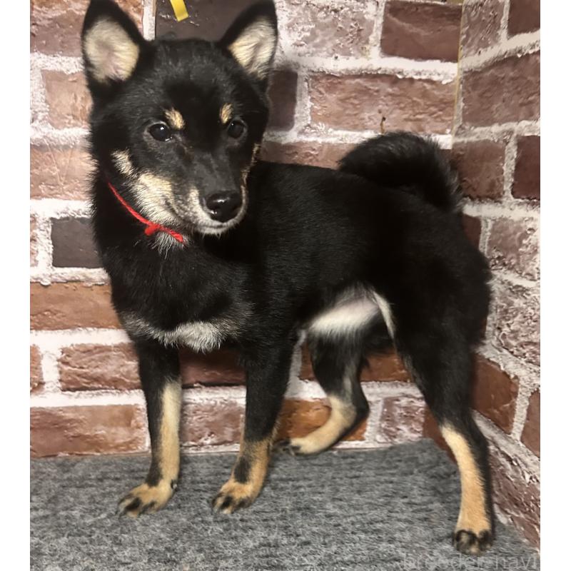 販売中の福岡県の豆柴-433927の6枚目