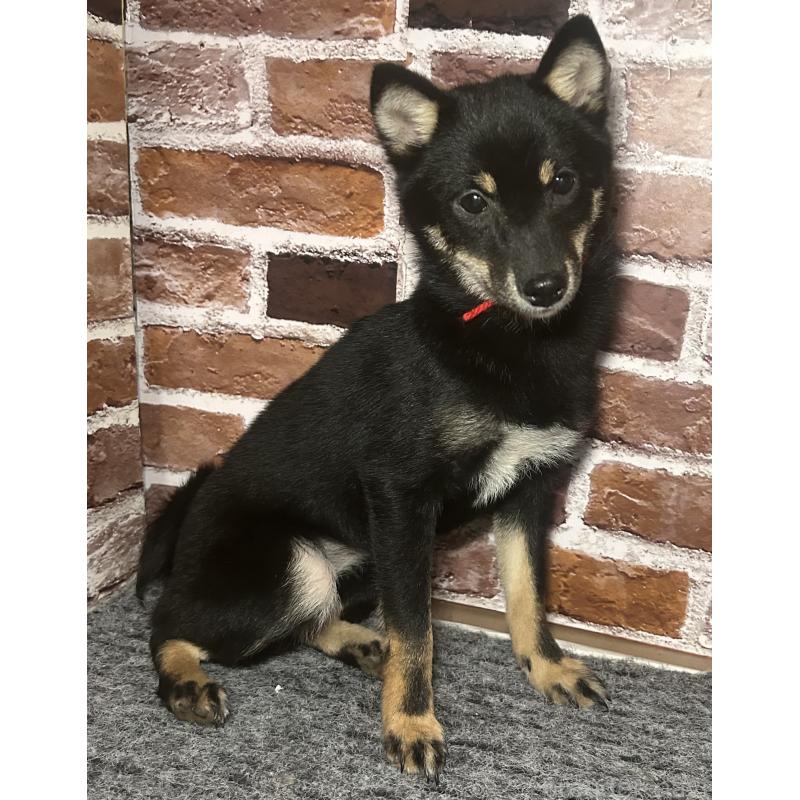 販売中の福岡県の豆柴-433927の5枚目