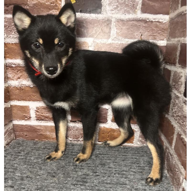 販売中の福岡県の豆柴-433927の4枚目