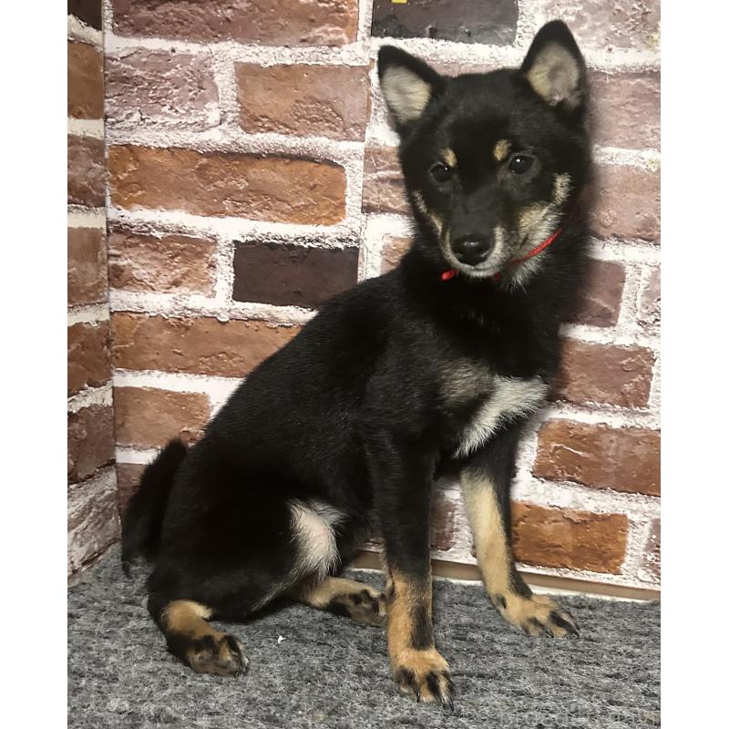 販売中の福岡県の豆柴-433927の3枚目