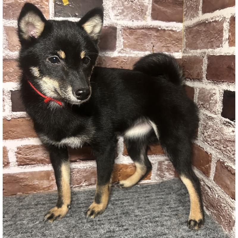 販売中の福岡県の豆柴-433927の2枚目