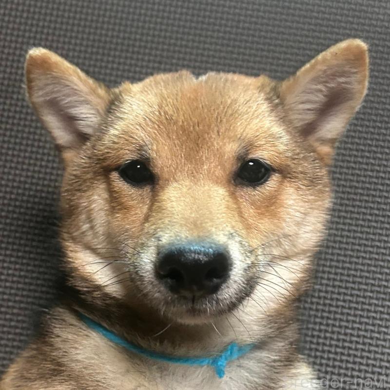 販売中の福岡県の豆柴-433926