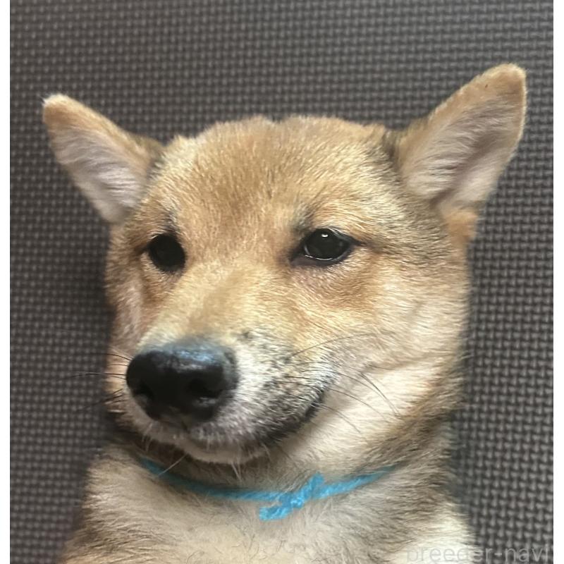 販売中の福岡県の豆柴-433926の10枚目