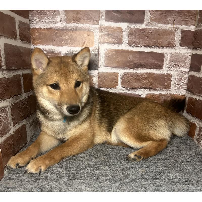 販売中の福岡県の豆柴-433926の9枚目