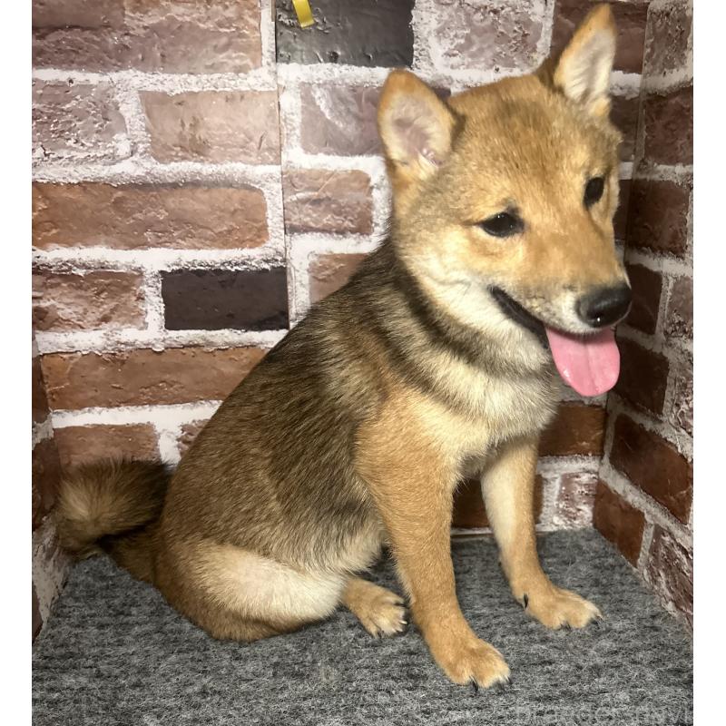 販売中の福岡県の豆柴-433926の8枚目