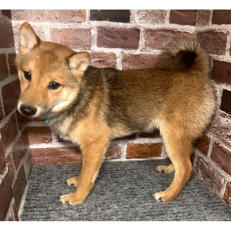 販売中の福岡県の豆柴-433926の7枚目