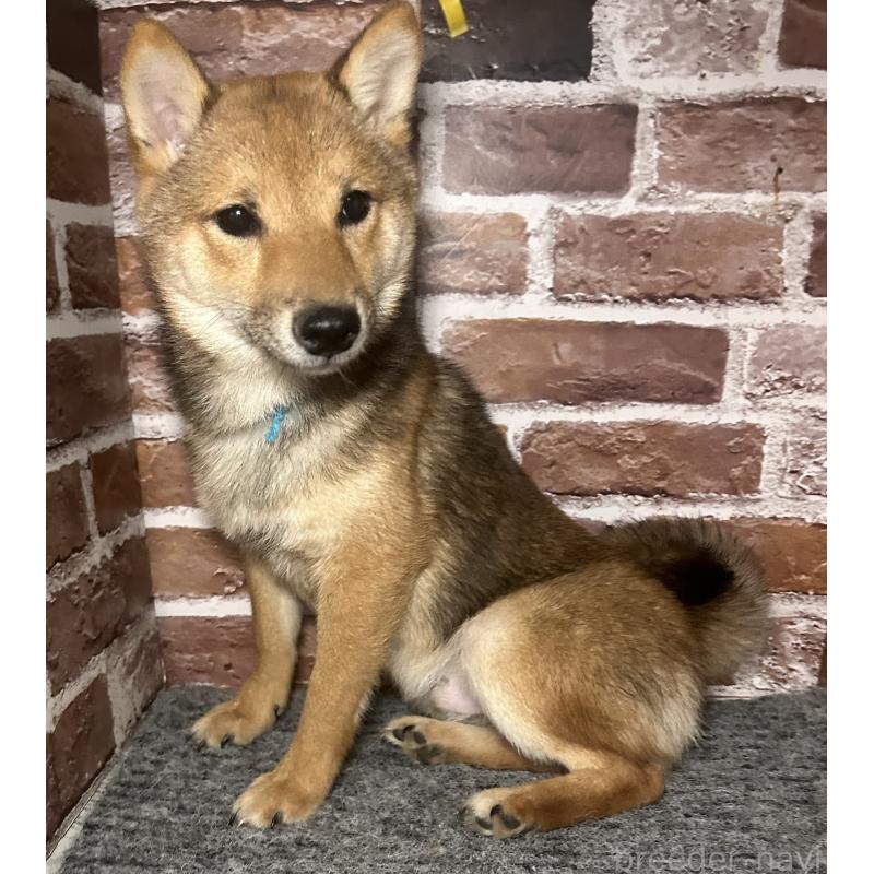 販売中の福岡県の豆柴-433926の6枚目