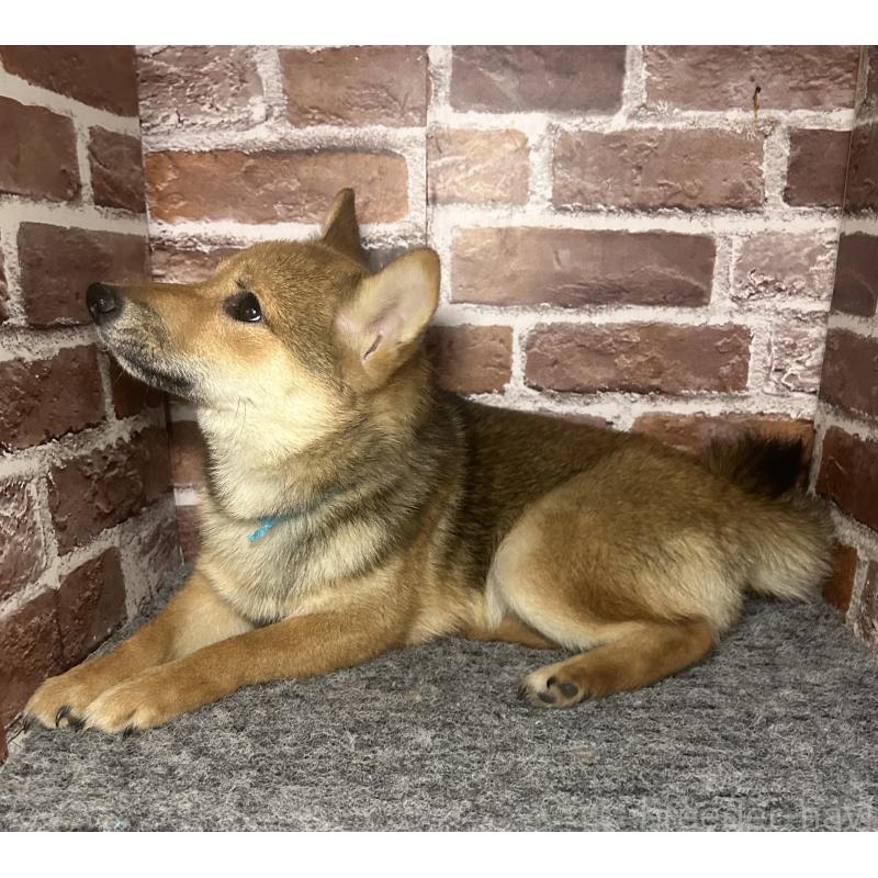 販売中の福岡県の豆柴-433926の5枚目