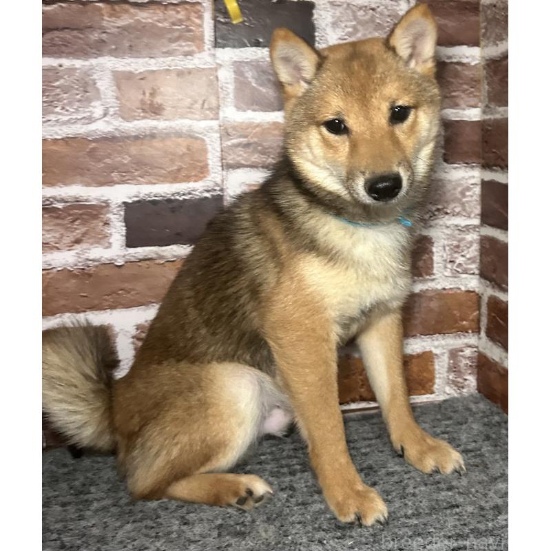 販売中の福岡県の豆柴-433926の4枚目