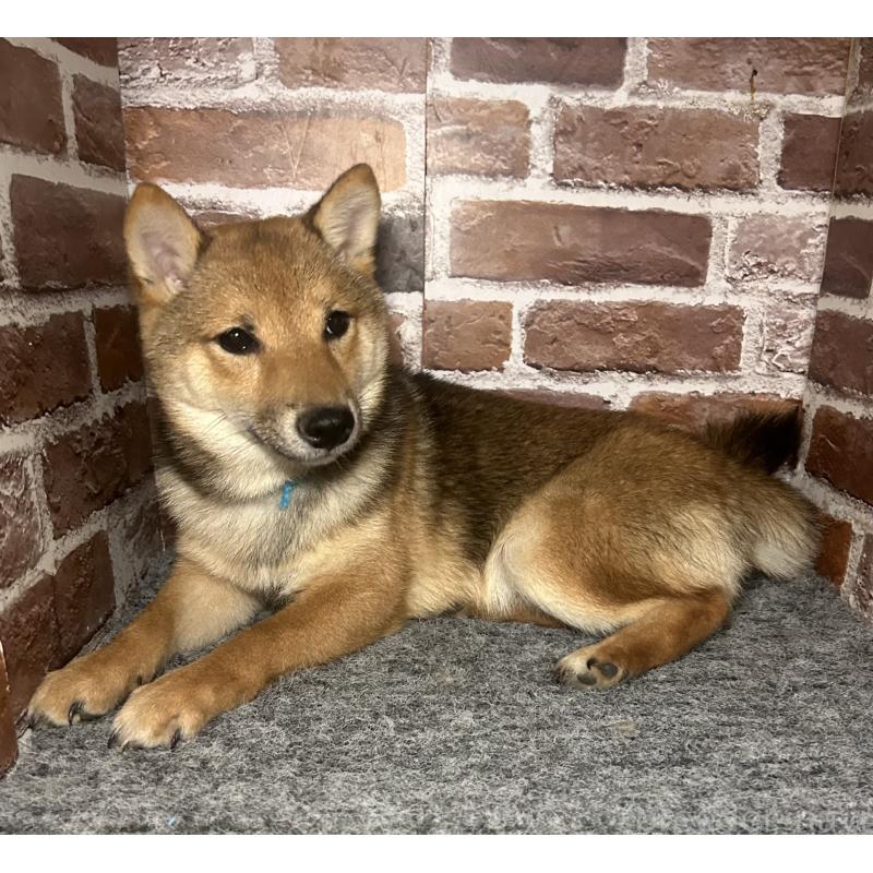 販売中の福岡県の豆柴-433926の3枚目