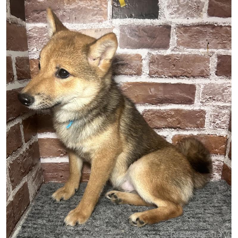 販売中の福岡県の豆柴-433926の2枚目