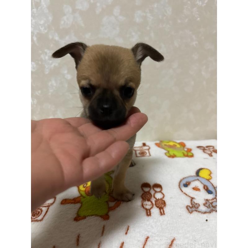 販売中の大分県のチワワ(スムースコート)-453132の12枚目