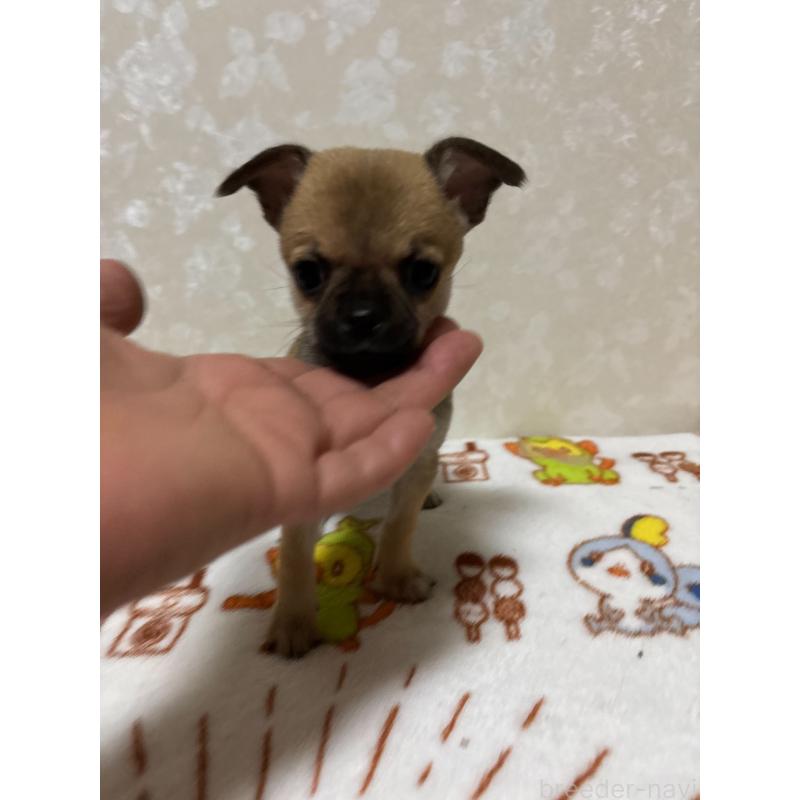 販売中の大分県のチワワ(スムースコート)-453132の11枚目