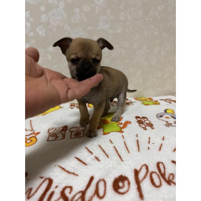 販売中の大分県のチワワ(スムースコート)-453132の10枚目