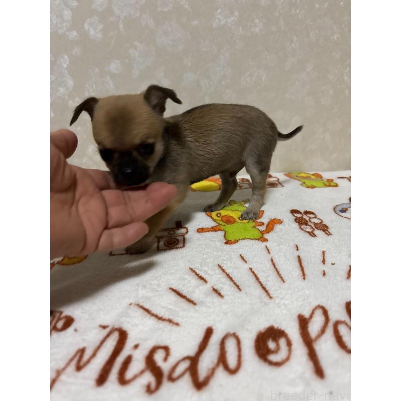 販売中の大分県のチワワ(スムースコート)-453132の9枚目