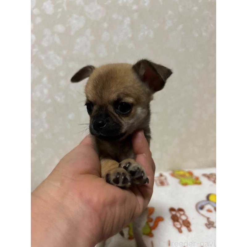 販売中の大分県のチワワ(スムースコート)-453132の8枚目