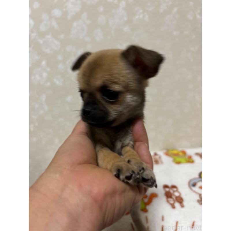 販売中の大分県のチワワ(スムースコート)-453132の7枚目