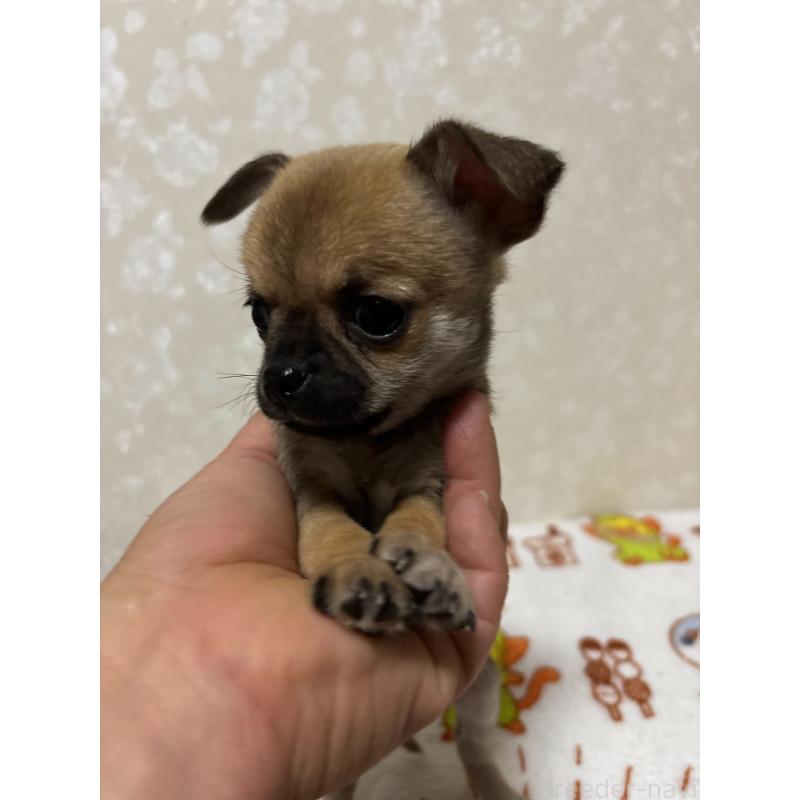 販売中の大分県のチワワ(スムースコート)-453132の6枚目