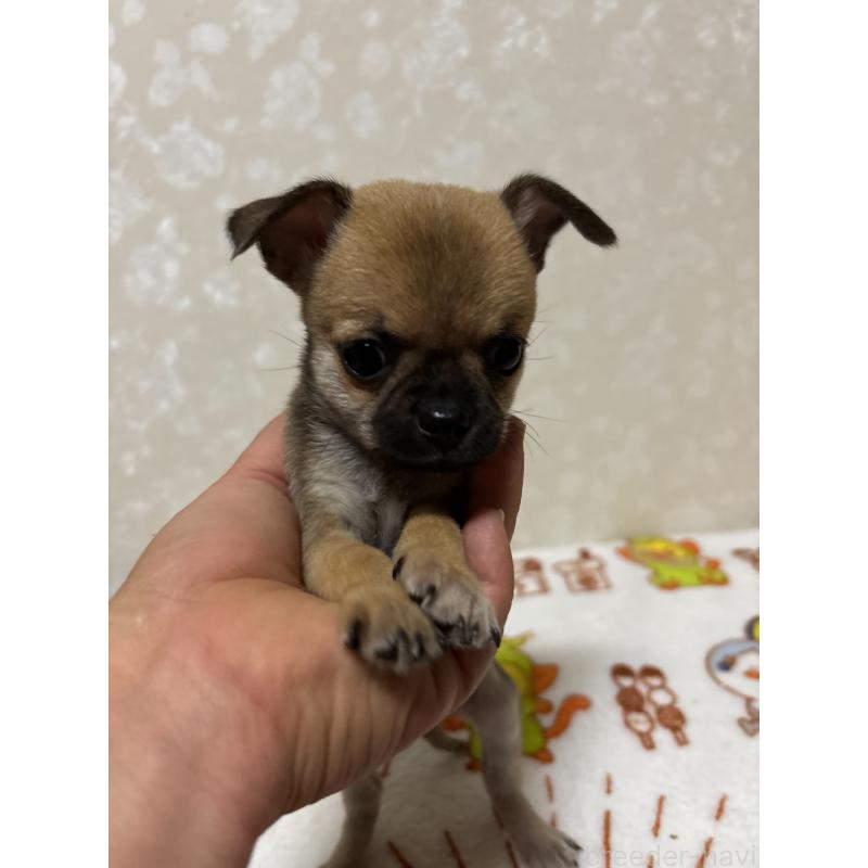 販売中の大分県のチワワ(スムースコート)-453132の5枚目