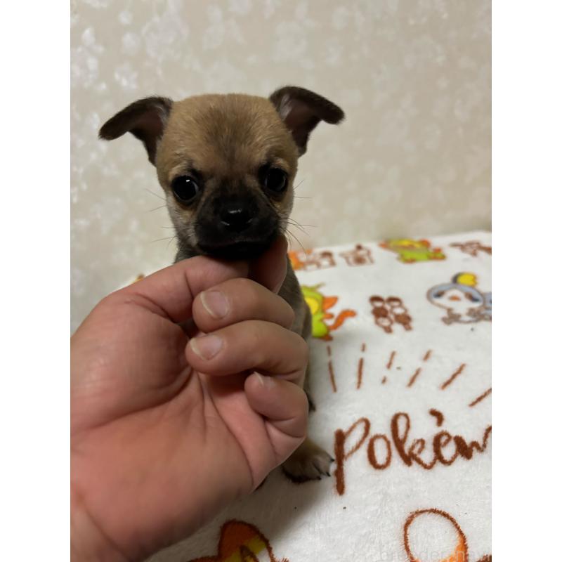 販売中の大分県のチワワ(スムースコート)-453132の4枚目