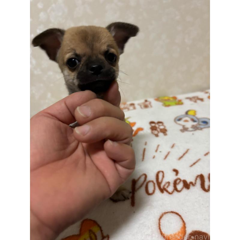 販売中の大分県のチワワ(スムースコート)-453132の3枚目