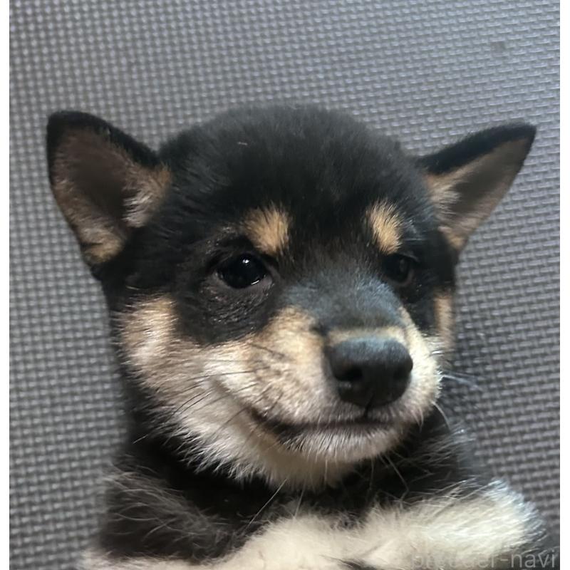 販売中の福岡県の豆柴-443180の13枚目