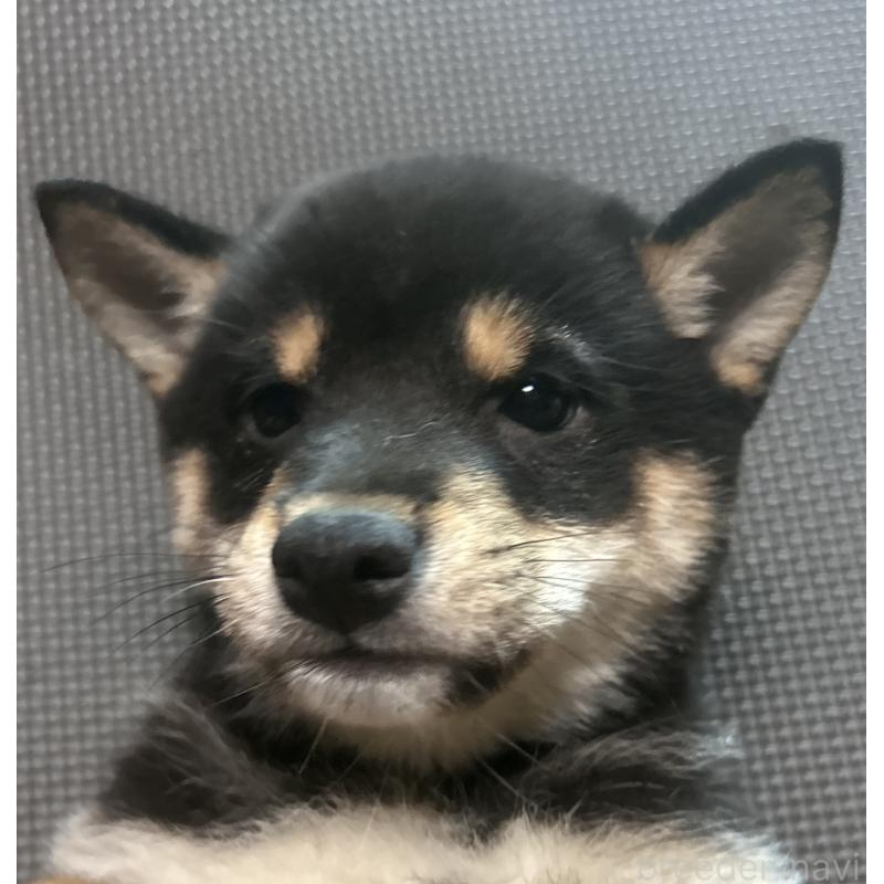 販売中の福岡県の豆柴-443180の12枚目