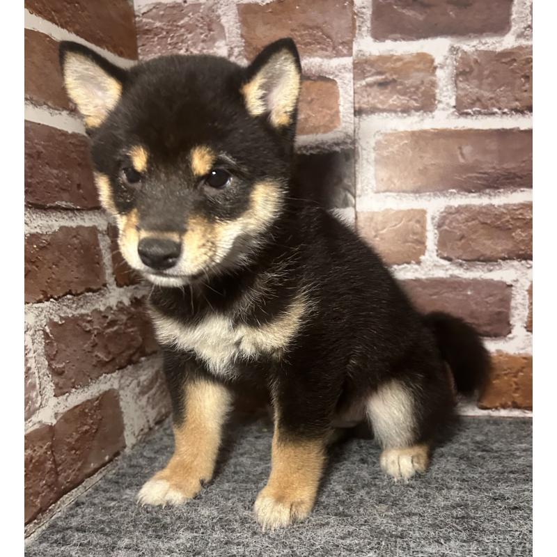 販売中の福岡県の豆柴-443180の11枚目