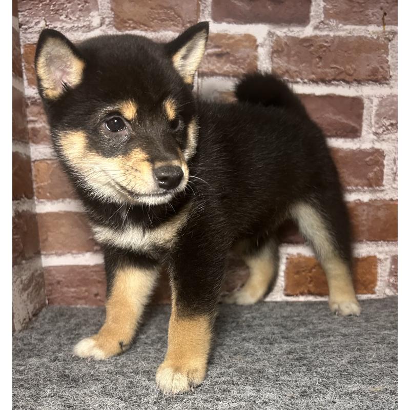 販売中の福岡県の豆柴-443180の10枚目